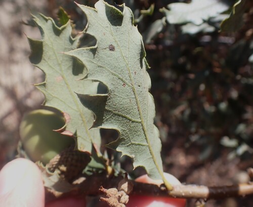 Quercus berberidifolia, photograph 4