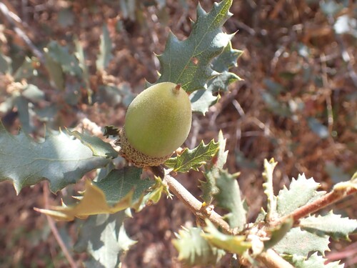 Quercus berberidifolia