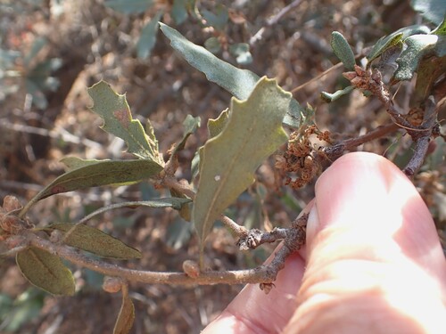 Quercus berberidifolia, photograph 2