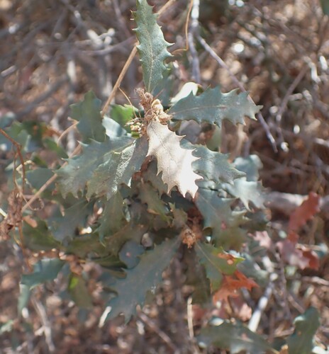 Quercus berberidifolia, photograph 1