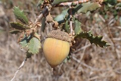 (c) nmoorhatch, some rights reserved (CC BY) Quercus berberidifolia, photograph (c) nmoorhatch, some rights reserved (CC BY)