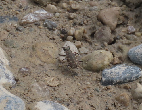 Bronzed Tiger Beetle