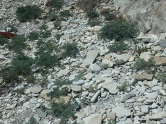 Seseli ponticum