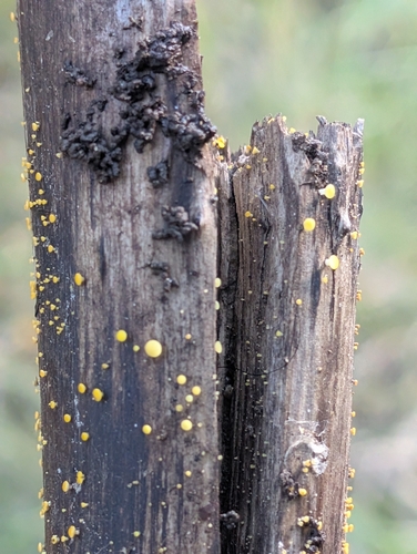 Yellow Fairy Cups