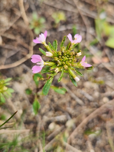 Levenhookia pulcherrima observed 2026-09-18