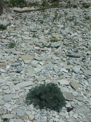 Seseli ponticum