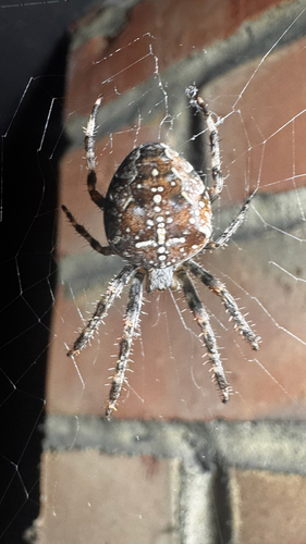 Cross Orbweaver