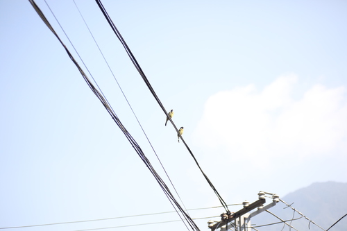 Collared Finchbill