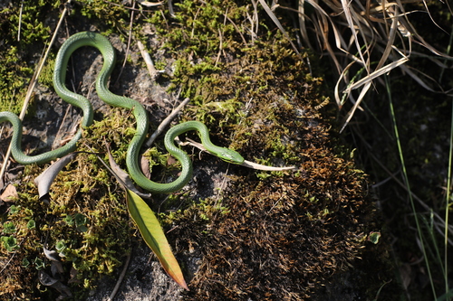 Rein Snake