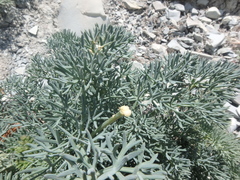 Seseli ponticum