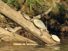 Graptemys flavimaculata