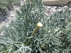 Seseli ponticum