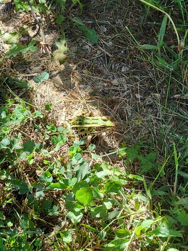 Northern Leopard Frog
