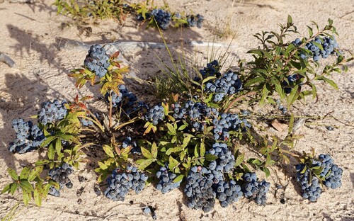 velvetleaf blueberry