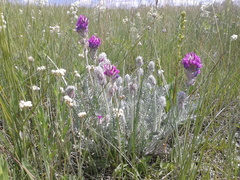 Oxytropis splendens