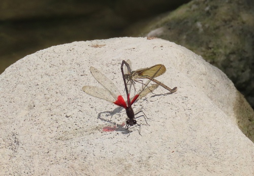 American Rubyspot