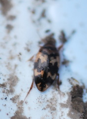 Heterosternuta wickhami