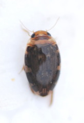 Laccophilus maculosus