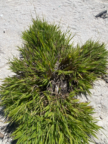 Lepturus repens observed 2026-09-14