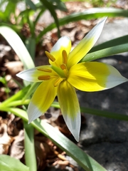 Tulipa urumiensis