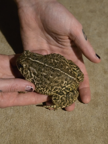 Woodhouse's Toad