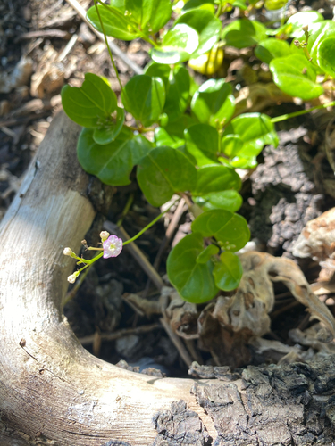 Boerhavia tetrandra observed 2026-09-14