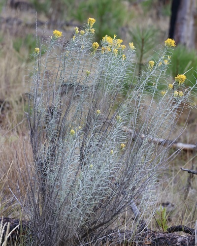 Rubber Rabbitbrush