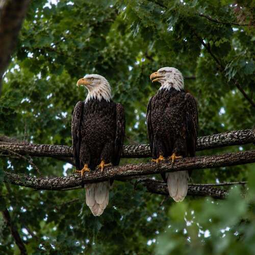 Bald Eagle