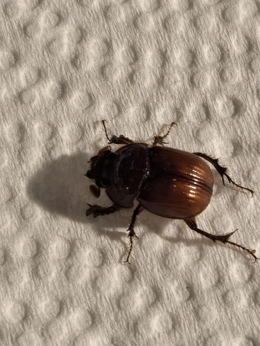 Lazarus's Earth-boring Scarab Beetle