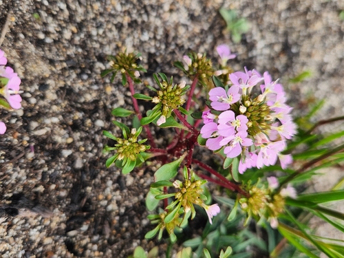 Levenhookia pulcherrima observed 2026-09-18