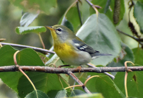 Northern Parula