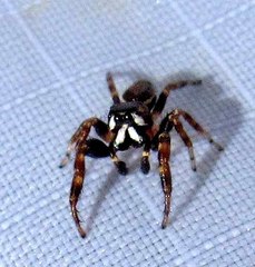 Metaphidippus manni