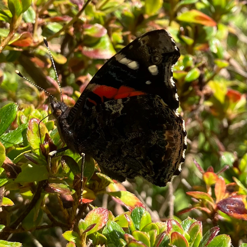 Red Admiral
