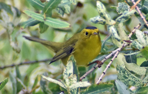 Wilson's Warbler