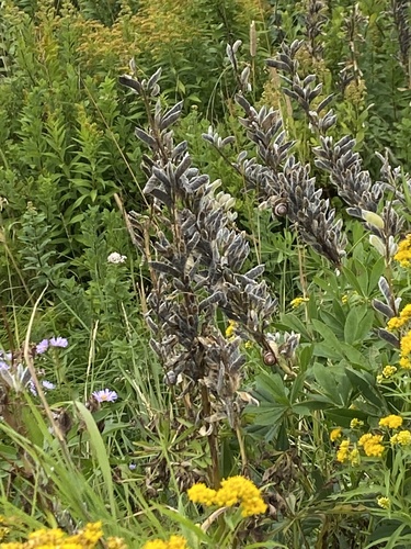 Large-leaved lupine