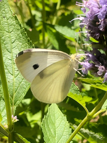 Small White