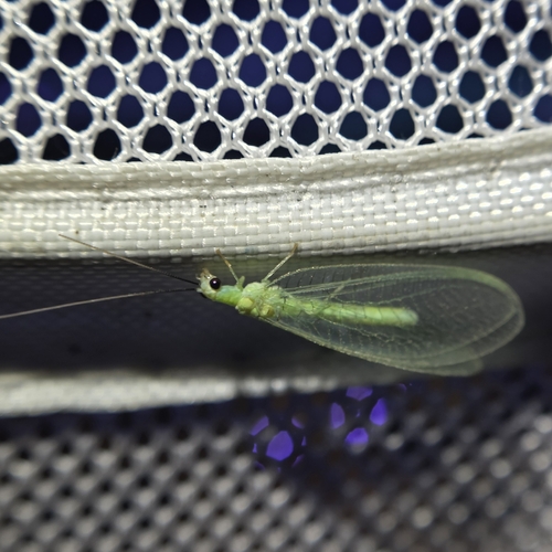 Black-horned Green Lacewing