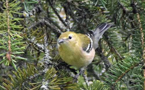 Bay-breasted Warbler
