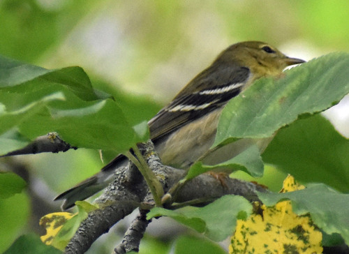 Blackpoll Warbler
