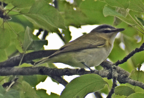 Red-eyed Vireo