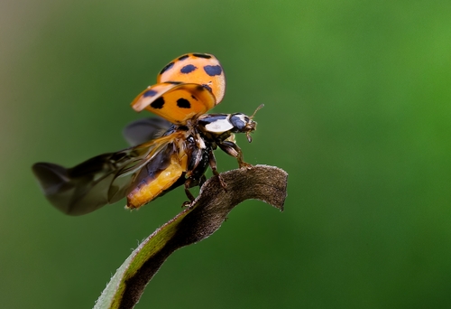 Asian Lady Beetle
