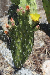 Opuntia decumbens