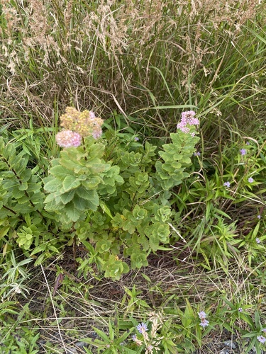 white meadowsweet