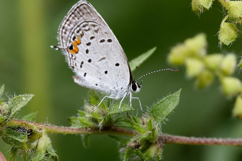 Eastern Tailed-Blue