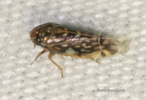 Xestocephalus, 2026-09-13