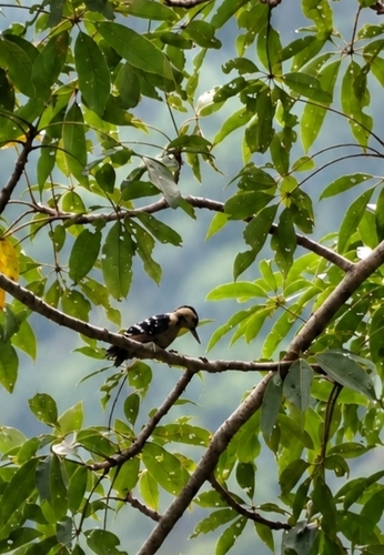 Dendrocopos macei observed 2026-09-16