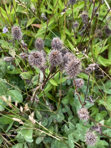 rabbitfoot clover