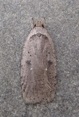 Agonopterix argillacea