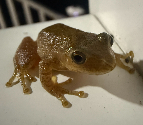 Spring Peeper