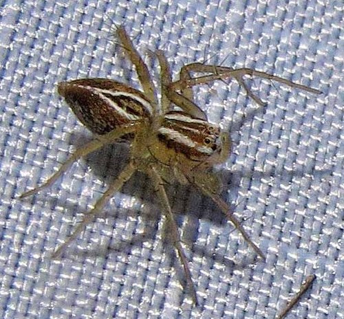 Striped Lynx Spider
